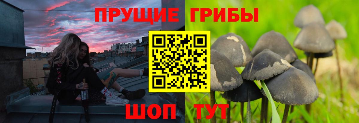 Галлюциногенные грибы мухоморы  Псилоцибиновые грибы GOLDEN TEACHER  Губаха 